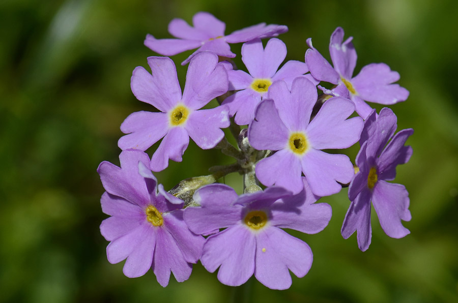 Primula farinosa